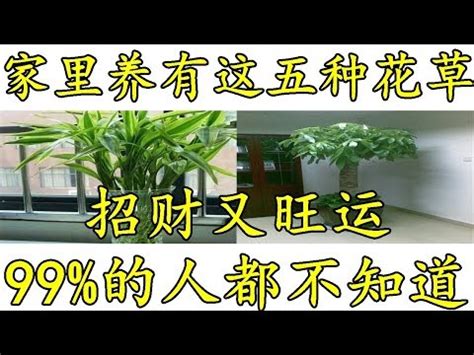 家裡可以種榕樹嗎 人格 地格 意思